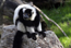 Lemur
