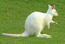 Wallabie