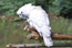 Cacatúa