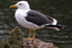 Gaviota