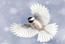 Chickadee