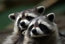 Mapaches